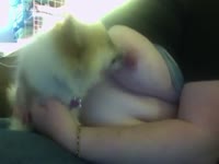 Small dog licking her nipp